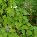 Salvia raymondii ssp. mairanae (2)